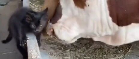 瘦小黑猫被牛群拱来拱去，长大后竟似王者归来，太帅了！