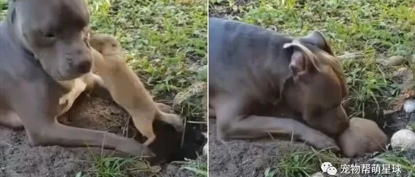 狗狗看到土拨鼠在挖洞，不停摸人家屁股，土拨鼠都要气炸了！哈哈哈！