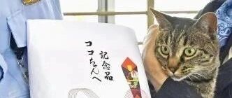 好猫有好报！男人失足跌水渠被喵皇及时发现！警署立马颁猫粮表扬见义勇为