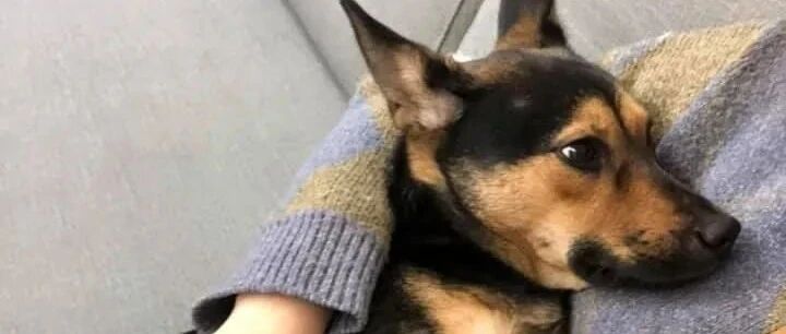 “骗子！”她生气地对狗狗说，但看它天真无邪的脸瞬间又上头了...