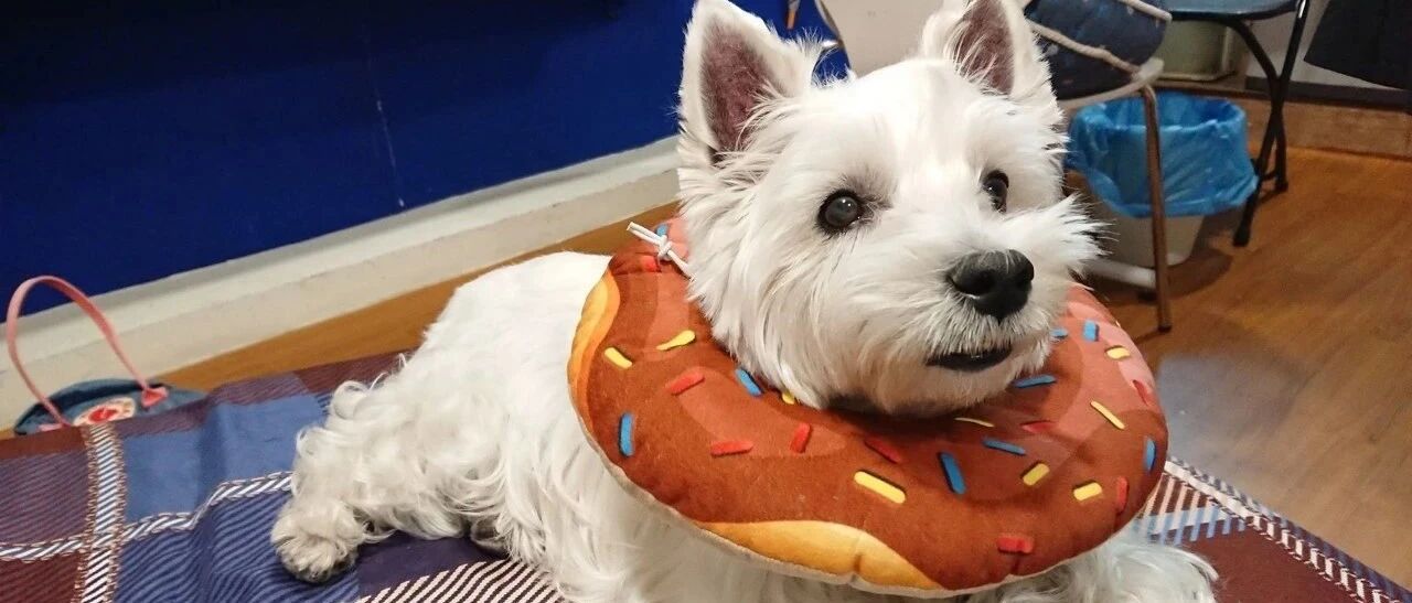 因为开空调…我害死了我家的狗！