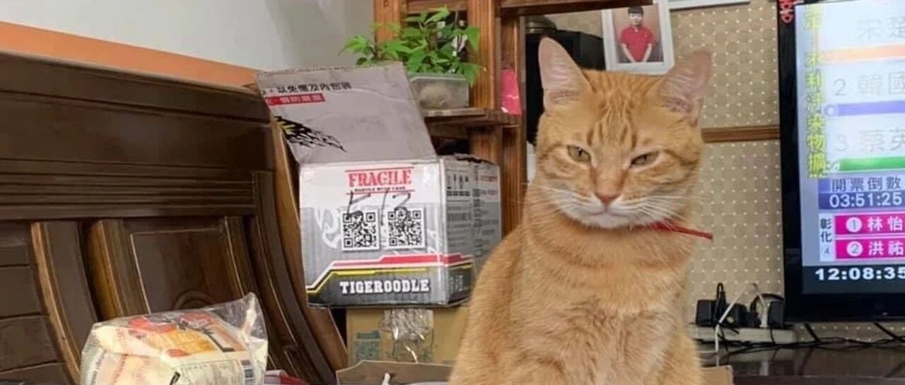 我的父亲不幸离世，但我的猫似乎比我更需要他……