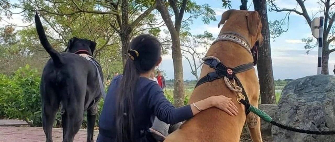 狗狗突然狂吠不止，遭妈严厉呵斥，结果回看监控后，秒向狗道歉还奉上超多肉干！