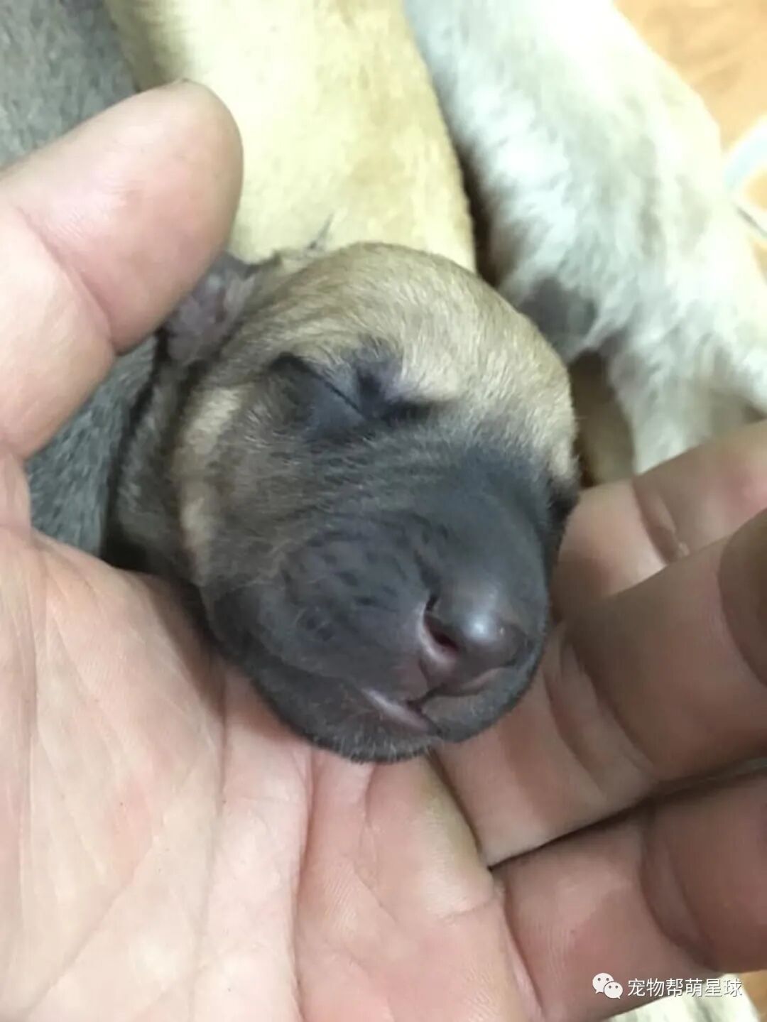 狗狗突然狂吠不止 遭妈严厉呵斥 结果回看监控后 秒向狗道歉还奉上超多肉干 柠檬资讯