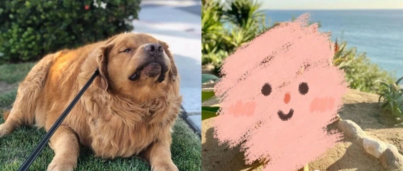 136斤金毛肥得像炸鸡！一年狂减56斤变狗界郭富城震惊网友：小丑竟是我自己…