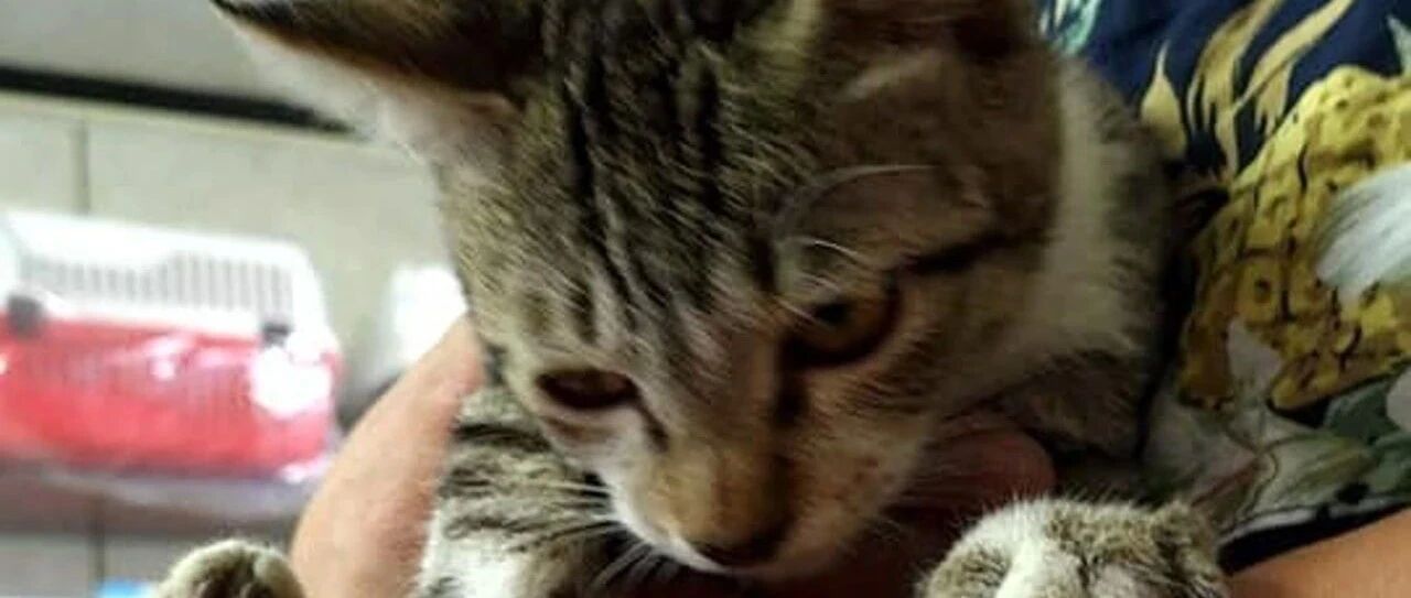 老公欲收编浪猫却没带食物，老婆下秒玩笑表示先抓到再说，结果结局展开神反转！