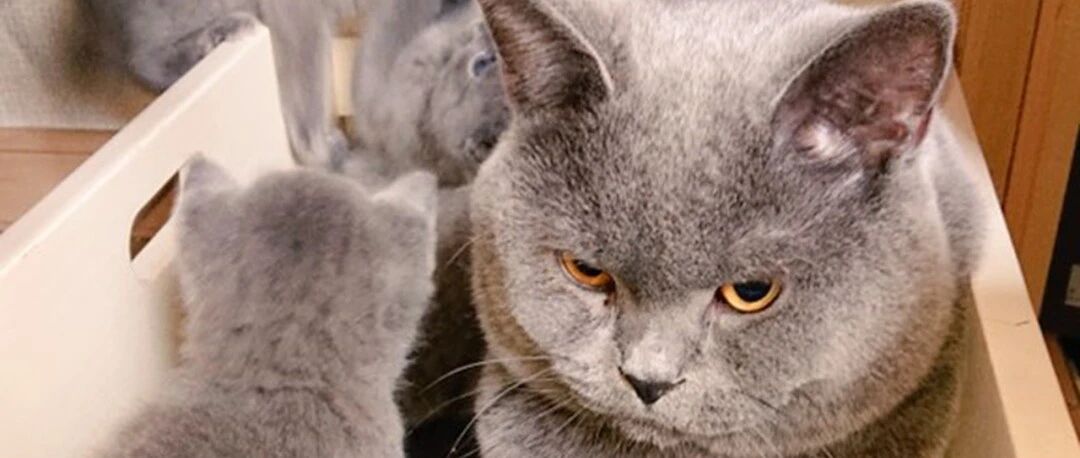 猫爸被一群小屁喵围绕，一脸敢怒不敢言：快把小屁孩给老子带走！