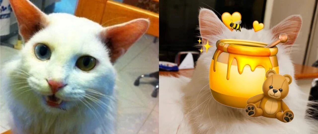 白猫因咬电线被前主人剪断犬齿，被好心人领养后竟蜕变成绝世美猫引发感叹！