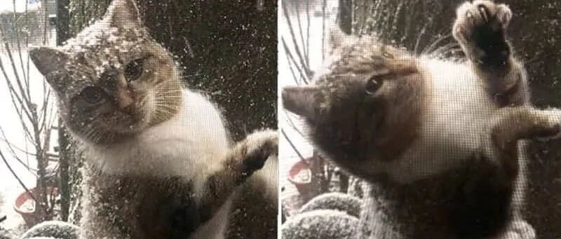 流浪猫在大雪中不停扒拉窗户求助：能救救我，开下窗户么？我好冷...