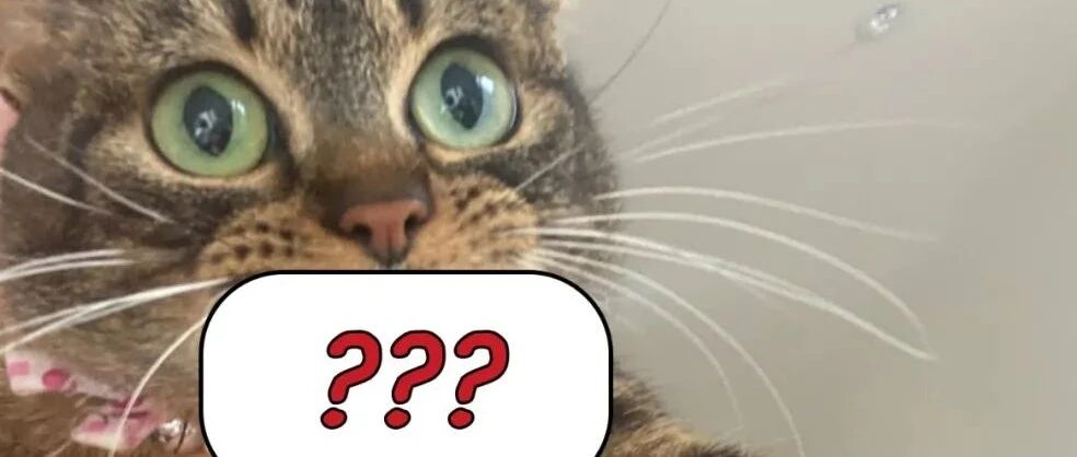 虎斑猫被抓包！眼神无辜但嘴巴却露馅！妈立马吐槽：这位可是惯犯！