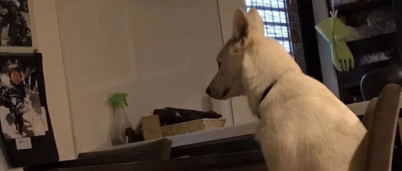 清晨五点，餐桌旁惊现白色毛毛背影吓傻妈!下秒瞥见哀怨眼神：该吃早饭了吧?