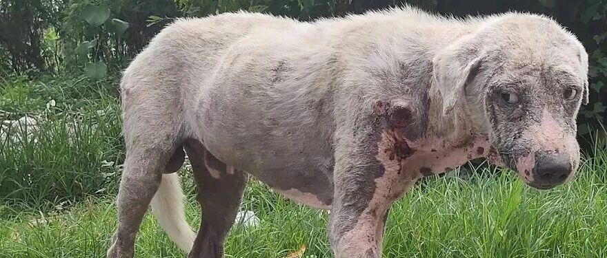 千疮百孔的狗狗在路中间，无人停车，幸好遇见他...再次对人信任！