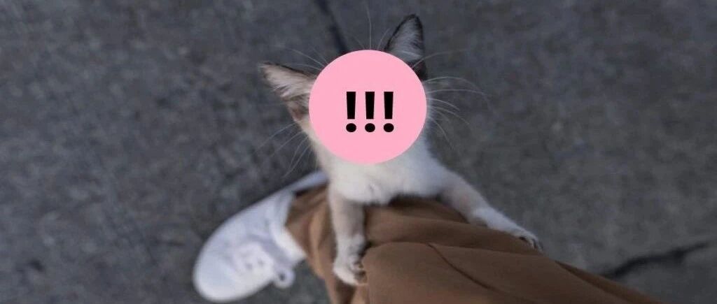 见过一般小奶猫碰瓷，没想到“挖煤”的竟也会强行碰瓷...