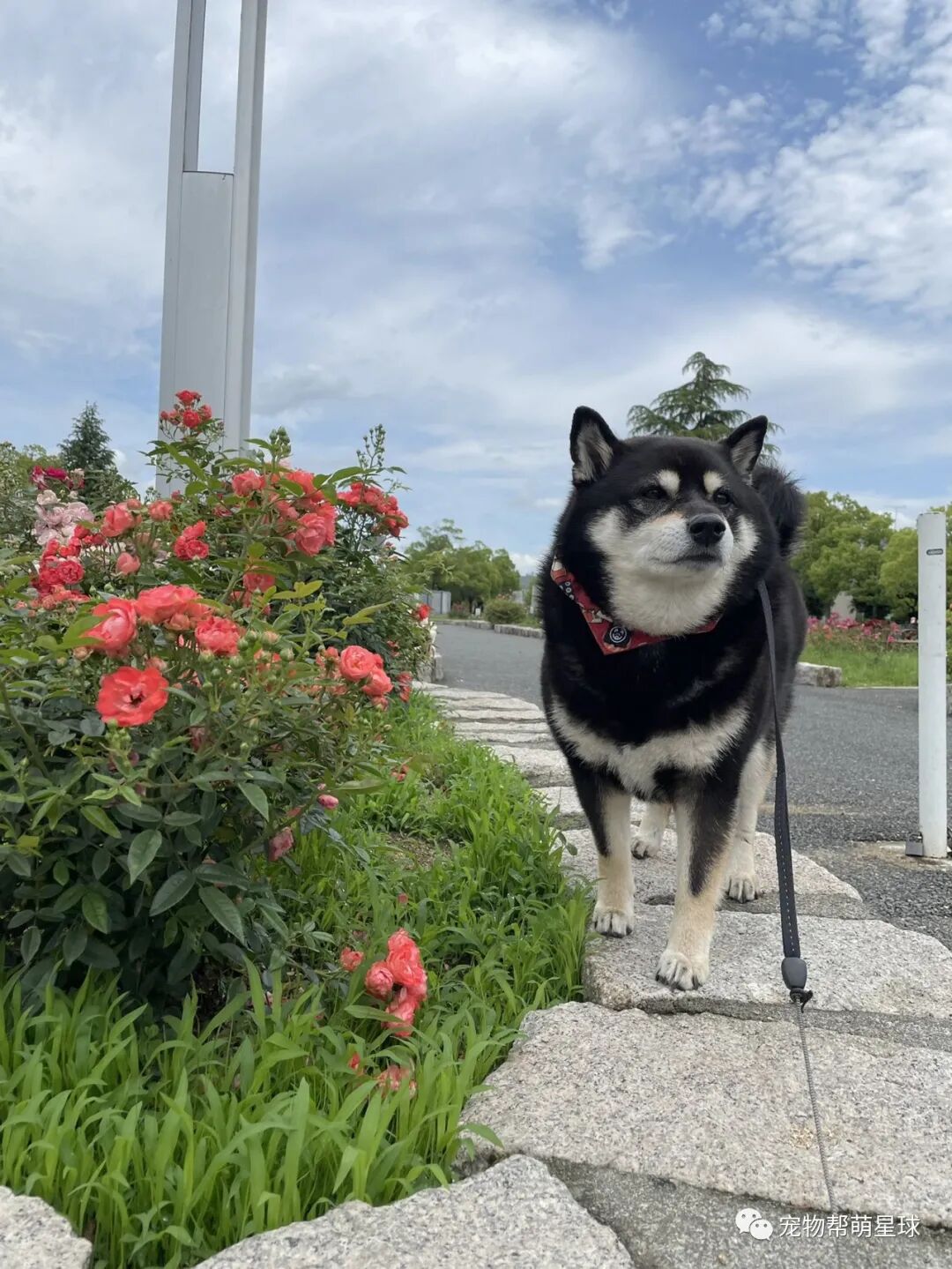 这只看起来可爱中又带点憨憨的黑色柴犬,是.