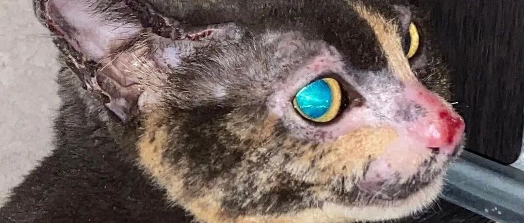 猫妈一次次冲进火海救宝宝，为了孩子拼了命！