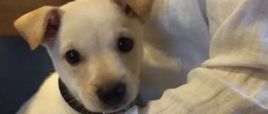 “这要怎么对它解释！”他们抓耳挠腮想办法，因为狗狗误会他们了！