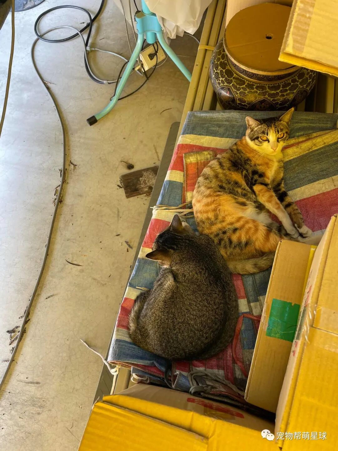 流浪猫妈被诱捕笼抓住后 竟四脚朝天呼呼大睡 萌宠 训练养宠技巧 宠物用品 微信头条新闻公众号文章收集网