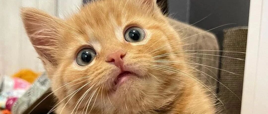 小猫咪刚到新家时的社恐，和现在的咆哮式叫声，令猫奴头疼...