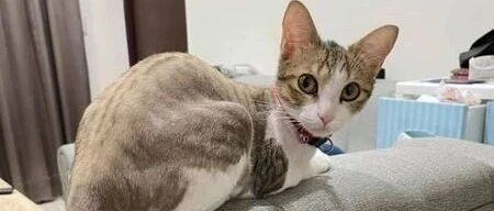 猫咪竟一星期学会开门，还三次出走，幸亏邻居留下暖心纸条...