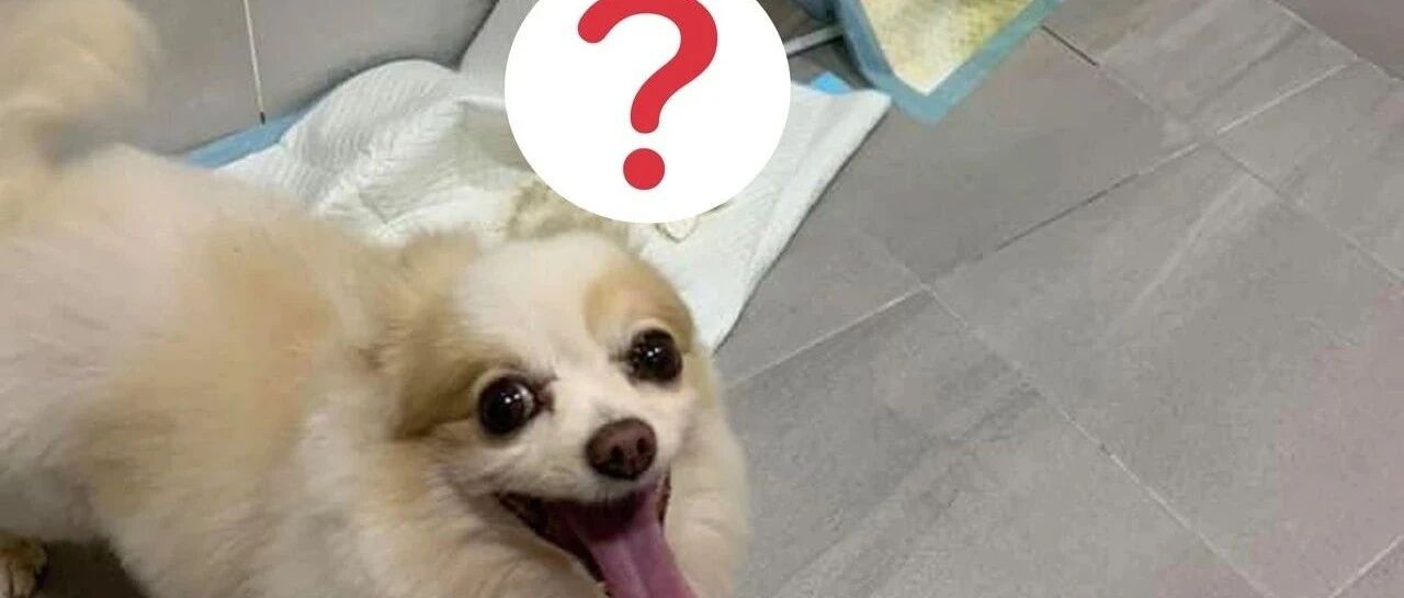 狗狗半夜拍门执意要带妈妈去厕所竟为这件事？网友直呼：太可爱了！