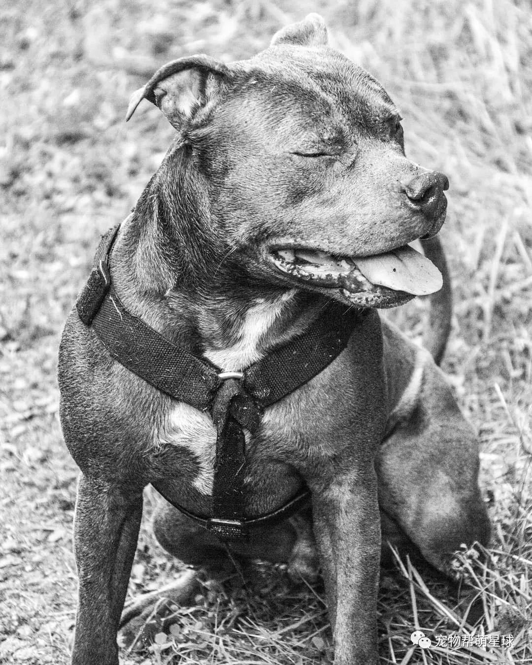 鄰居害怕比特犬，又對大狗有偏見，直到被它救了一命…… 寵物 第1張