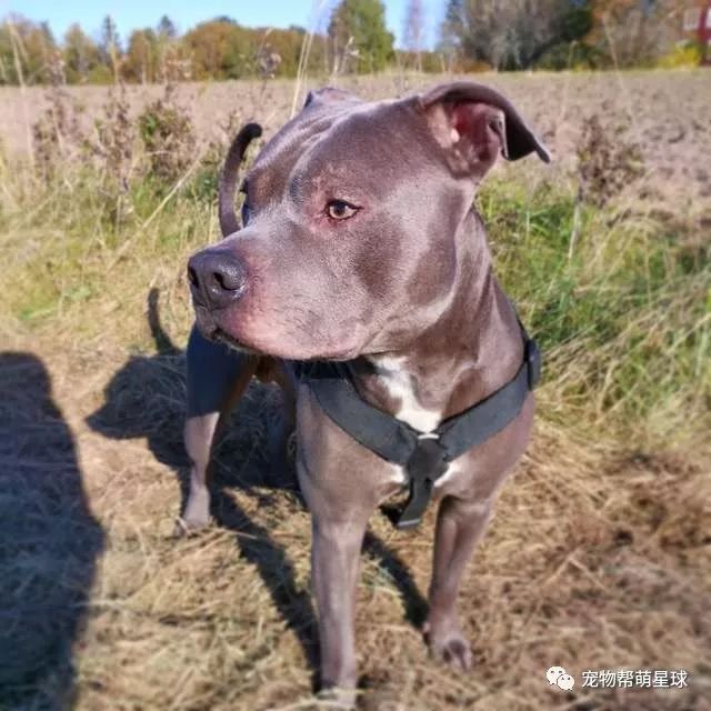 鄰居害怕比特犬，又對大狗有偏見，直到被它救了一命…… 寵物 第2張