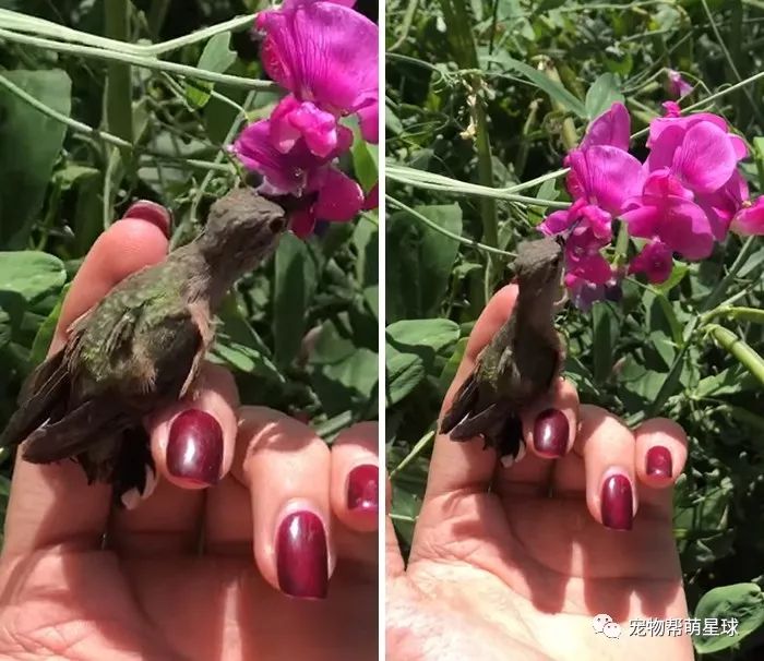 女子撿到掉落的蜂鳥寶寶，細心照顧後，還化身為迪士尼「蜂鳥公主」！ 寵物 第4張