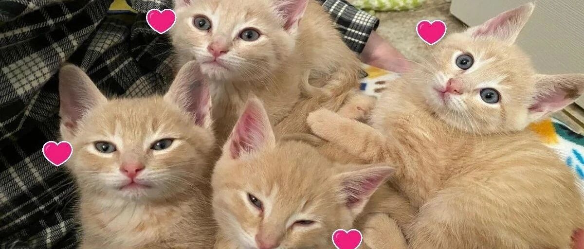 超人气喵喵组合火爆世界！四小橘获救后依旧坚持在一起俘获全网：萌度加倍！