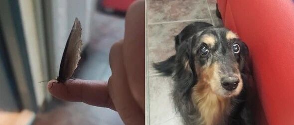 20岁爱犬离世七天后，一只蝴蝶突然飞来，爸下秒看完这一举动后顿时痛哭…