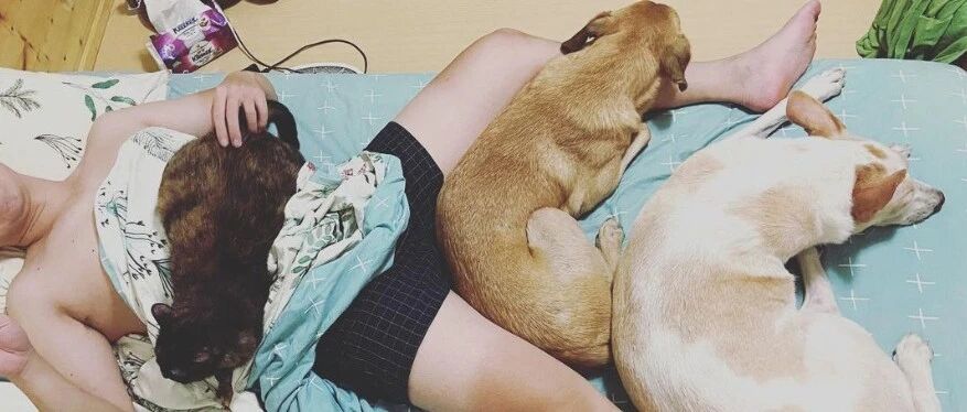 铲屎官崩溃，当年好心捡回三只毛孩，几年后它们知恩不报甚至...