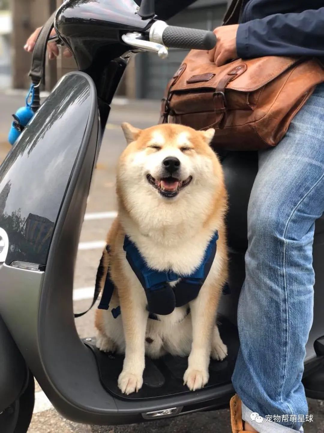 老柴犬被遗弃两次怕坐私家车 妈妈竟想出这招令爱犬摆脱阴影 宠物帮萌星球 微信公众号文章阅读 Wemp