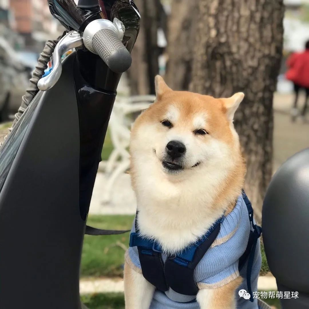 老柴犬被遗弃两次怕坐私家车 妈妈竟想出这招令爱犬摆脱阴影 宠物帮萌星球 微信公众号文章阅读 Wemp