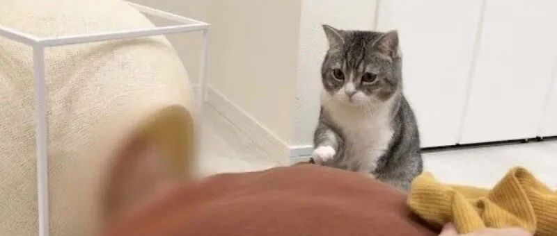 男子睡倒在猫窝，猫咪无奈伸手叫人：能把床还我吗？