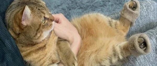 铲屎官为猫咪暖心制作迷你拖鞋，网友：请尽快量产！