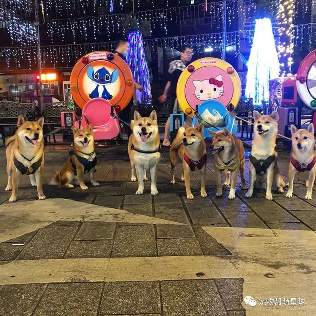 豆柴疯狂龇牙对伙伴骂骂咧咧 爸下秒走开 局势立马逆转 网友笑喷 表演变脸 柠檬资讯