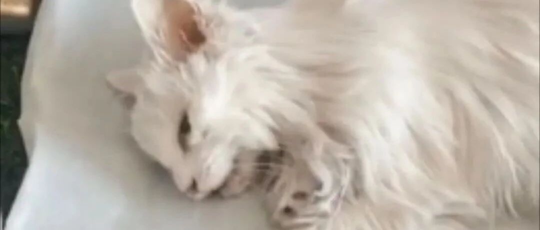 20岁猫咪发现主人病重去世，绝食2天后追随老主人逝去...