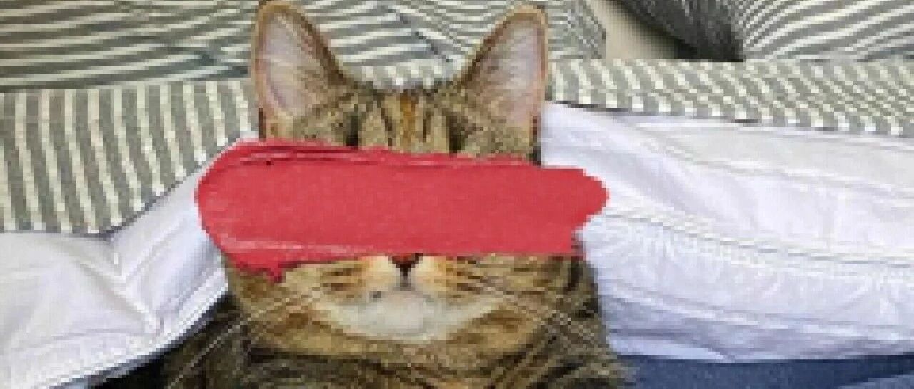 流浪狸花猫长相怪异被嫌弃，妈无视缺陷果断收编，最后竟让它成为万人迷！