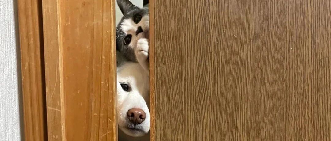 主人做晚餐时，门缝里竟探出3个毛头偷看，贪吃的样子萌翻20万人。