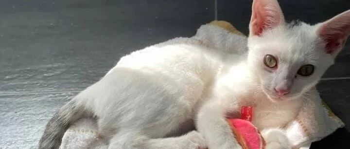 小白猫主动上门求包养羡慕死一群人，网友：我可能是吸猫体质吧...