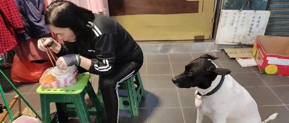 主人不检讨自己的错误，狗狗只能自食其力：我要到别家看吃的...