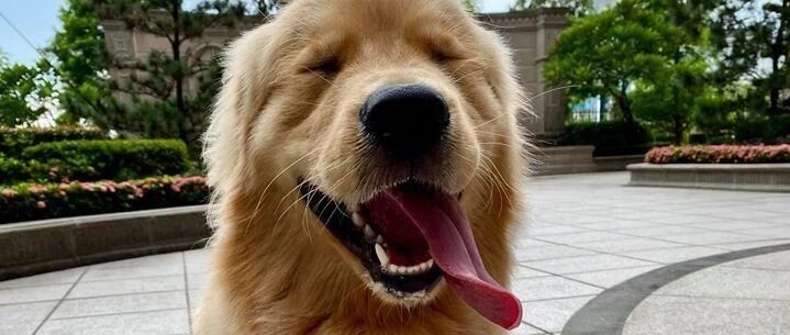 带金毛遛弯却突然跑来一位小姐姐抱着金毛失声痛哭，原来背后隐藏了这样的故事