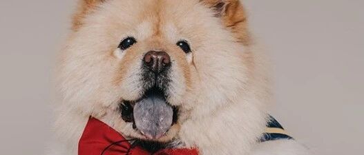 松狮参加短跑比赛结果硬给变成大胃王现场，吃货儿子瞬间让妈原地尴尬…