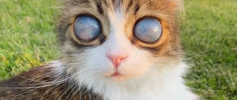 这只猫咪的眼睛宛如绚烂星云，然而却不能再领略世界风景...