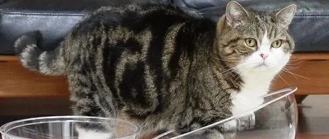 猫咪狂抖也要进去碗，成功后表情超不屑：这还想难住我？