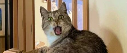 猫奴回家发现窗户已阵亡，而嫌疑人看到他表情却超夸张。