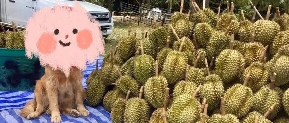 金毛穿“农村婆婆”防晒装，帮主人盯收榴莲走红，主人夸赞：这货还会洗车！