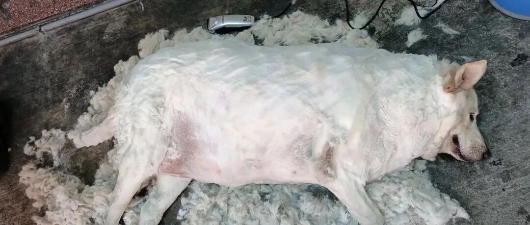 这是猪还是狗！？网友们傻傻分不清，主人解释：“我的锅...”