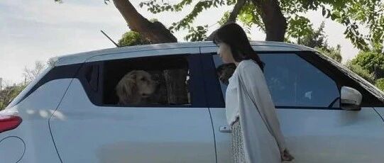 主人车技不行却要载着金毛出门，金毛从震惊到认命：“就这样吧...”