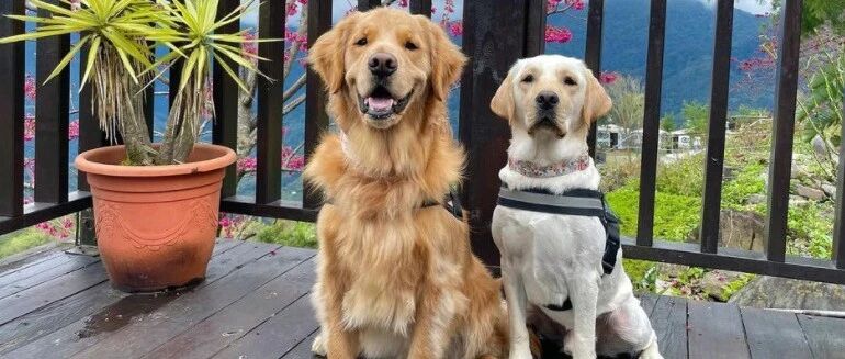 狗狗能有什么坏心思，只不过...“铲屎的快来给我洗澡！”