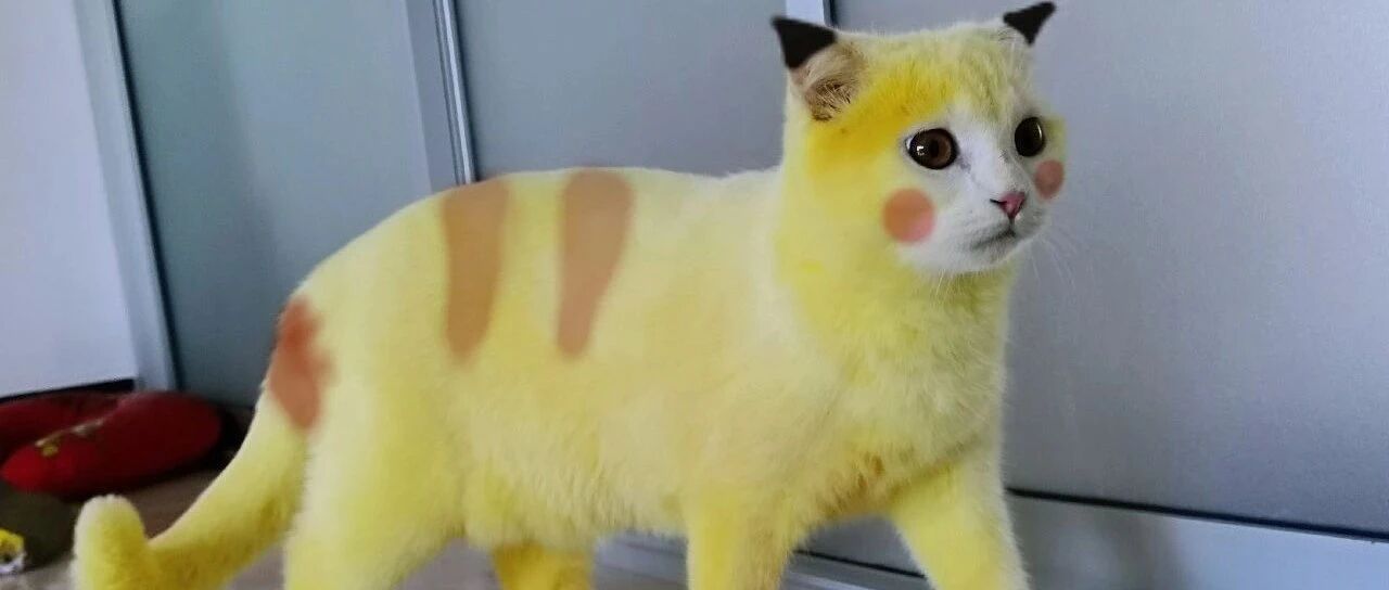 猫咪突变皮卡丘背后原因竟然如此离奇！